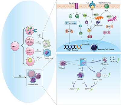 Natural Killer Cell-Derived Extracellular Vesicles: Novel Players in Cancer Immunotherapy